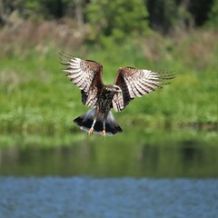 Endangered Snail Kite Paynes Prairie Preserve State Park La Chua Gainesville  Florida
