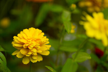 yellow flower