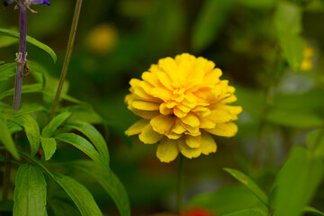 Flowers background. Natural flowers background. Sunlight