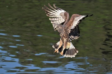 Endangered Snail Kite Paynes Prairie La Chua Gainesville Florida
