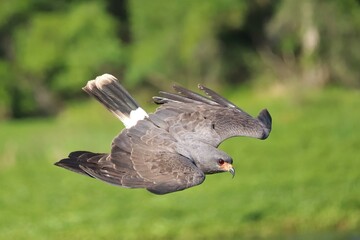 Endangered Snail Kite Paynes Prairie Preserve State Park La Chua Gainesville  Florida