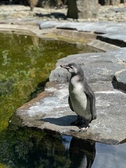 the penguin stands on the rocks by the water and looks out to the side