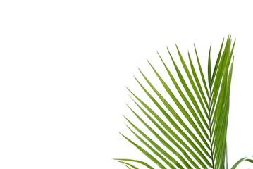 Tropical coconut leaves on white isolated background for green foliage backdrop