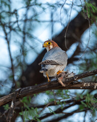 Red necked falcon or Falco chicquera closeup in action perched on branch of a tree after hunt with crested lark bird kill in claws at tal chhapar blackbuck sanctuary rajasthan india asia