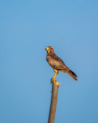 White eyed buzzard or Butastur teesa bird closeup perched in natural blue sky background at tal chhapar blackbuck sanctuary churu rajasthan india asia