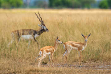wild blackbuck or antilope cervicapra or indian antelope herd group family together in pattern in grassland of tal chhapar sanctuary churu rajasthan india