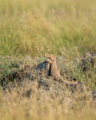 monitor lizard or bengal monitor or common indian monitor or varanus bengalensis full length on mound basking in winter sunlight in grassland in outdoor wildlife safari at forest of central india