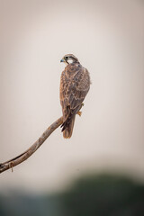 Laggar falcon or Falco jugger bird closeup perched on branch in natural background during winter morning safari at tal chhapar blackbuck sanctuary rajasthan india asia
