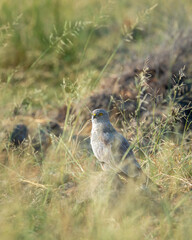 Montagu harrier male or Circus pygargus bird ground perched in natural green grass or meadow during winter migration at tal chhapar sanctuary churu rajasthan india asia