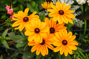 Flowers background. Flower. Summer time. Grass. Nature. Background. Outdoors. 