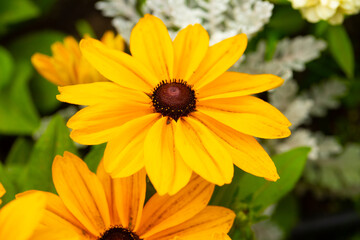 Flowers background. Flower. Summer time. Grass. Nature. Background. Outdoors. 