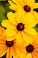 Flowers background. Natural flowers background. Sunlight