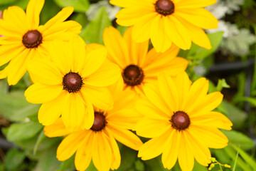 Flowers background. Flower. Summer time. Grass. Nature. Background. Outdoors. 