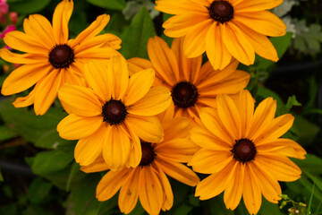 orange flowers in the garden