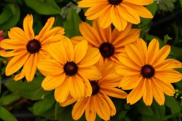 Fototapeta premium Flowers garden background. Flowers nature. 