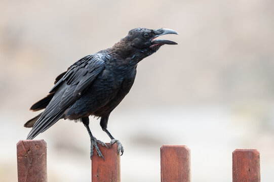 A North African raven (Corvus corax) is seen with its beak open perched on a fence in Fuerteventura Island, Canary Islands.