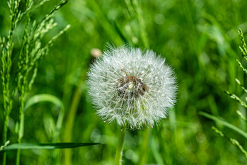 lonely white dandelion flower on a green meadow