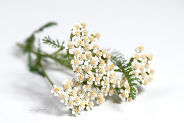 Schafgarbe, Achillea, vor weißem Hintergrund © M. Schuppich