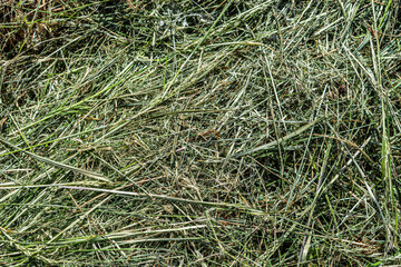 Summer glade yellow dry grass in the sun