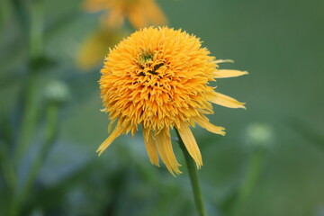 Echinacea purpurea. Flower plant commonly known as coneflower.