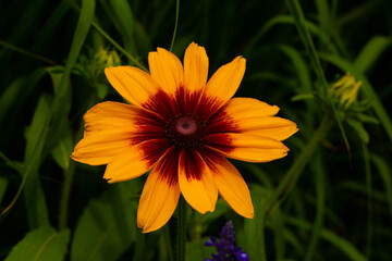 Flowers background. Flower. Summer time. Grass. Nature. Background. Outdoors. 