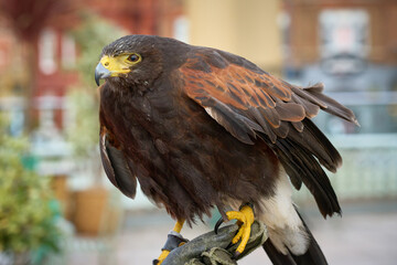 A photograph of a Harris Hawk perched on a gauntlet