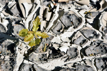 young tree, sprout sprouts on cracked soil. The effect of global warming. ecology, temperature. Desert background. Global water scarcity. hot climate and drought. macro, top view