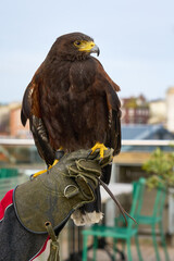 A vertical photograph of a Harris Hawk used for Deterring Pest Birds