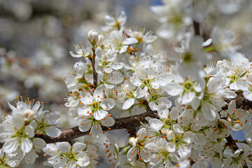 Blühener Schlehdorn, Prunus spinosa, im Frühling - obrazy, fototapety, plakaty
