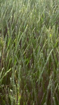 Vertical video, Сamera moves forward over thickets of green Narrowleaf Seagrass (Halodule uninervis) in shallow water on sunny day under bright sunbeams, close-up, slow motion