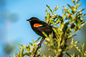Red winged Blackbird on a branch