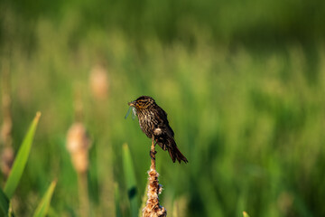 bird on the grass
