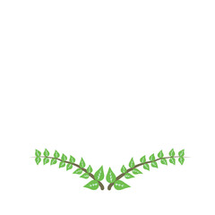 leaf on white background