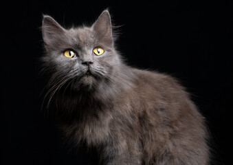 portrait of a cat isolated black
