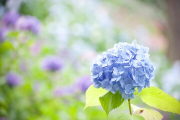 Fototapeta premium 水色の美しい紫陽花