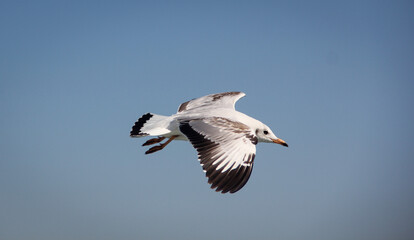 Fototapeta na wymiar A flying Seagull over the sea