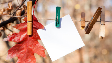 on a rope a piece of white paper for an inscription, notice, autumn leaves. place for ads. background. a sheet of paper with clothespins hangs on a rope. concepts letter, information. space for text