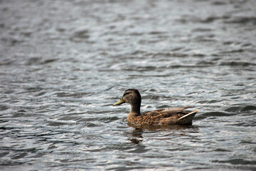 Anas platyrhynchos. duck in a pond. beautiful duck swims in the water of a forest lake. natural background, close-up. wild bird in nature. female duck, spring body of water in the park. river