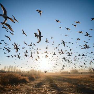 Flock Of Seagulls