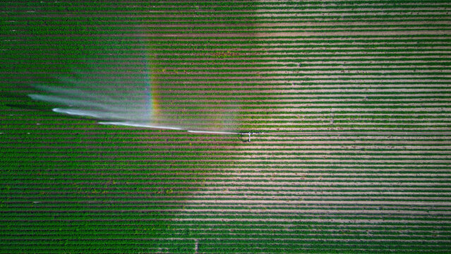 Aerial top down view of irrigation system on field with corn, water jet rain guns sprinkler, dry season, increases crop yields, part of field is dry.
