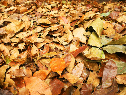 Colorful background image of fallen autumn leaves perfect for seasonal use.