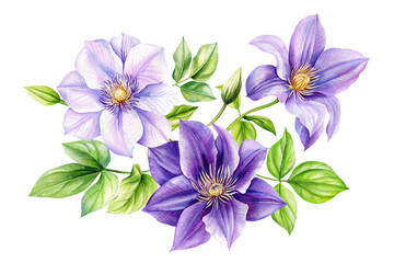 Clematis violet flower isolated white background. bouquet flowers watercolor illustrations for invitation card, design