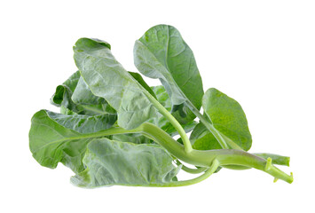chinese broccoli on transparent png