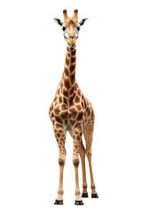 Naklejki  giraffe isolated on white