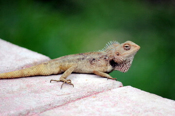 a chameleon - chamaeleons calyptratus lizard on a surface with green natural background. Oriental Garden Lizard amides the nature 