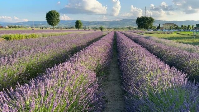 Endless rows of blooming lavender fields on summer time in Assisi, Umbria region, Italy