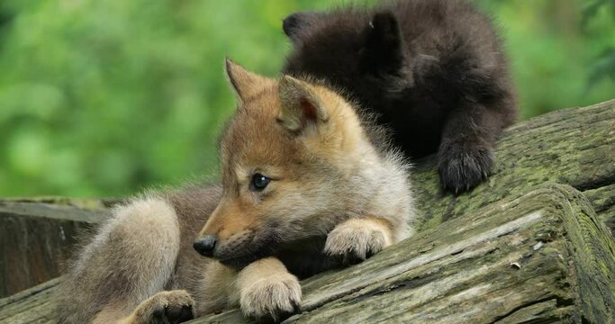 Cubs Northwestern wolf cubs, (Canis lupus occidentalis), also known as the Mackenzie Valley wolf.