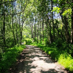 Camino por el bosque en sol y sombra