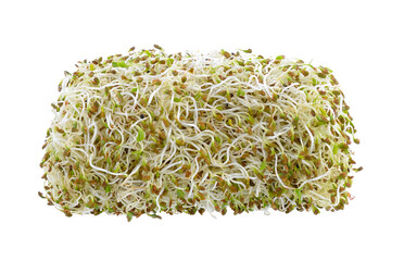 Sprouted alfalfa seeds on transparent png - obrazy, fototapety, plakaty