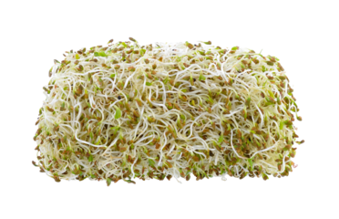 Sprouted alfalfa seeds on transparent png